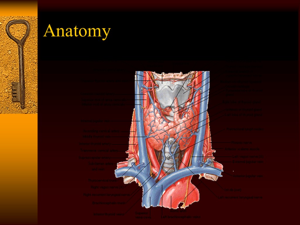 Anatomy